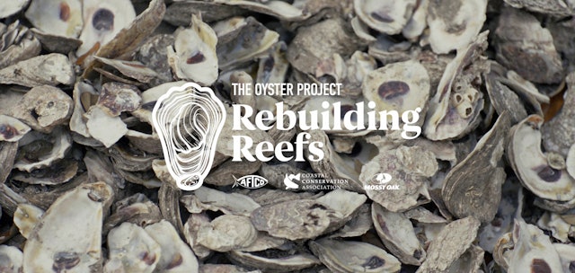 Rebuilding Reefs: The Oyster Project