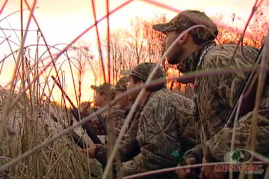Bluebills in the Reeds
