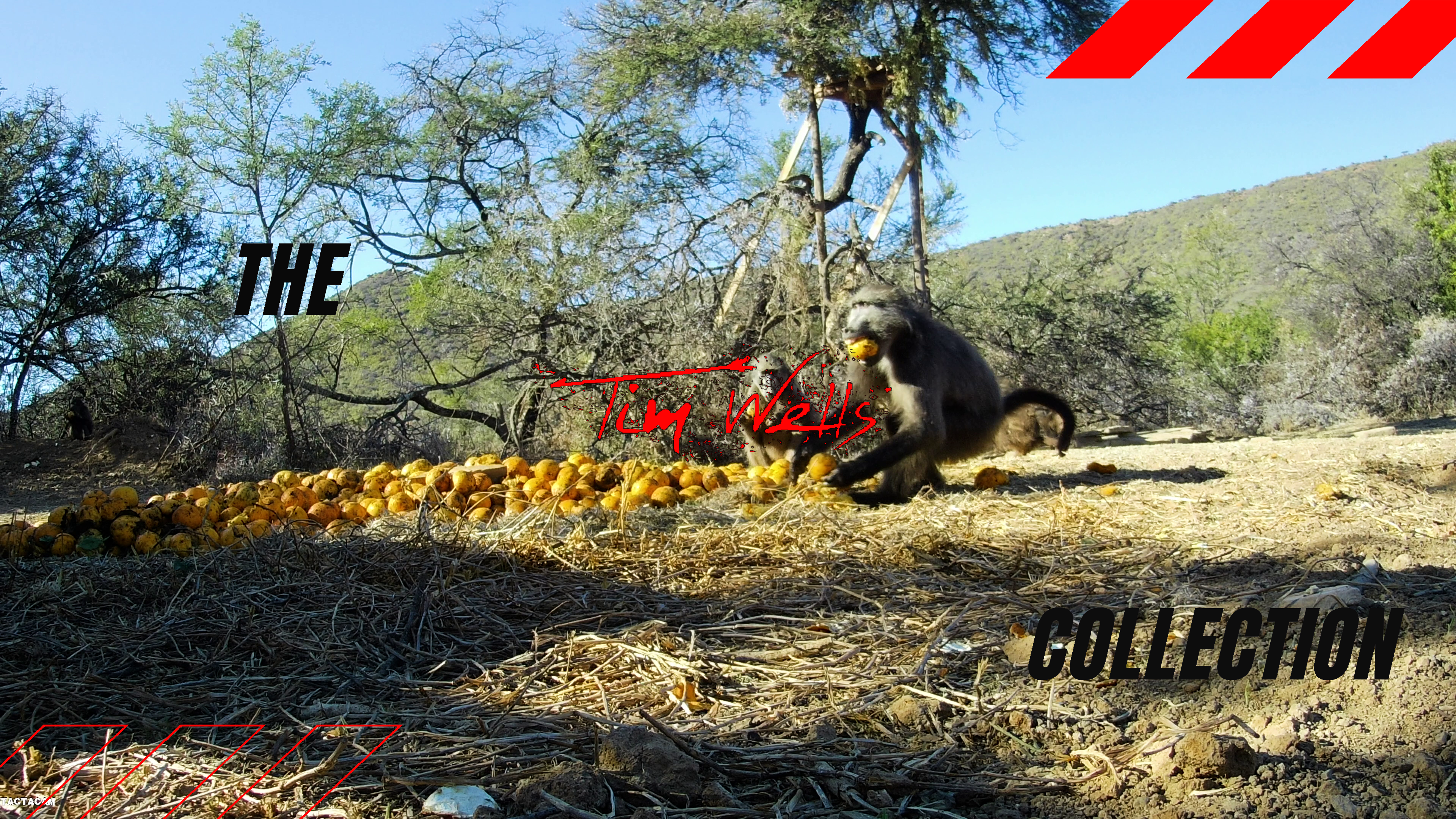 Baboon Blowgun • Tim Wells