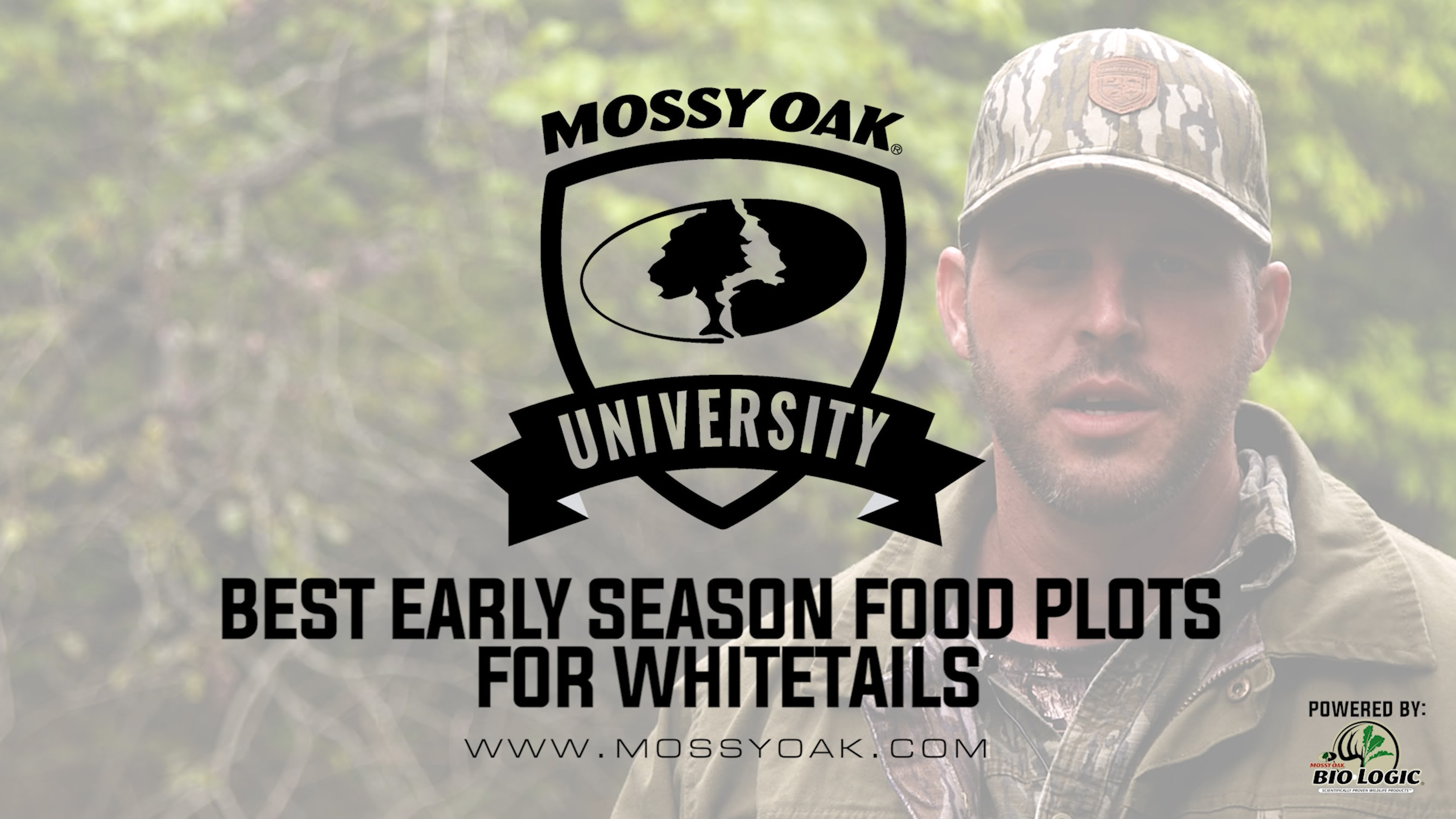 Best Early Season Food Plots for Whitetails