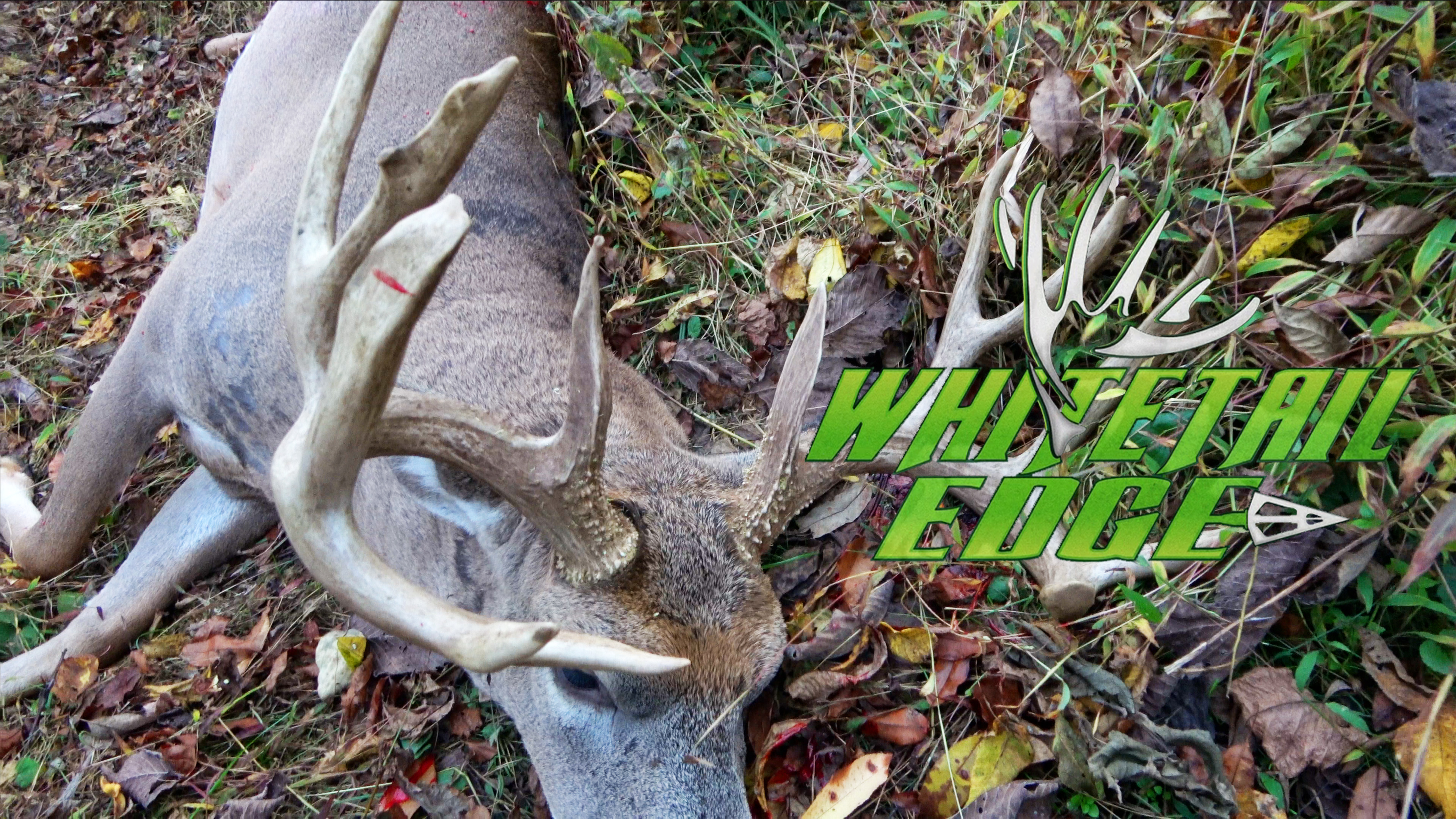 Splits • Whitetail Edge