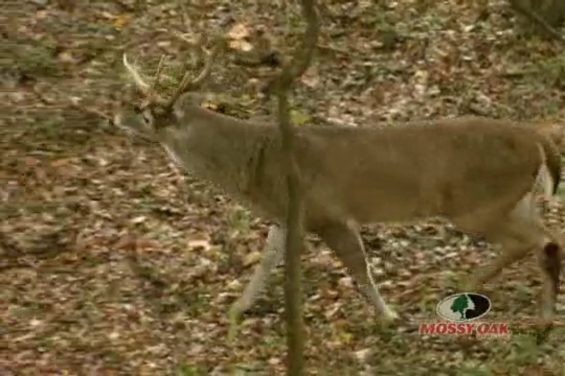Classic Adventure • Mississippi Whitetail Bow Hunt & Alabama Spring Turkey Hunt