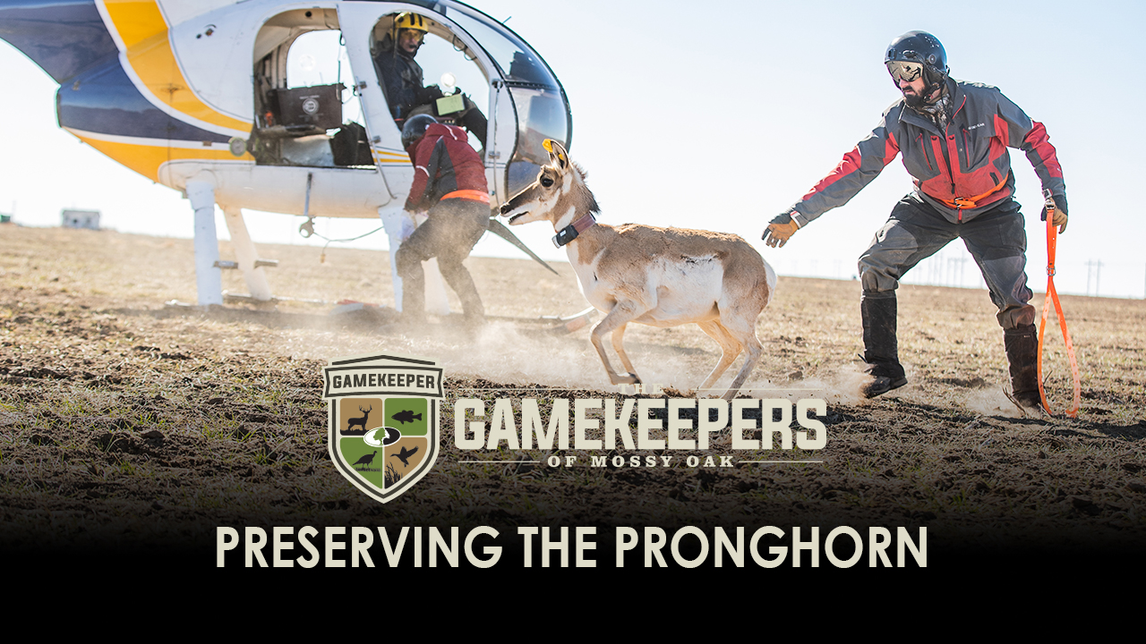 Preserving the Pronghorn • Gamekeepers