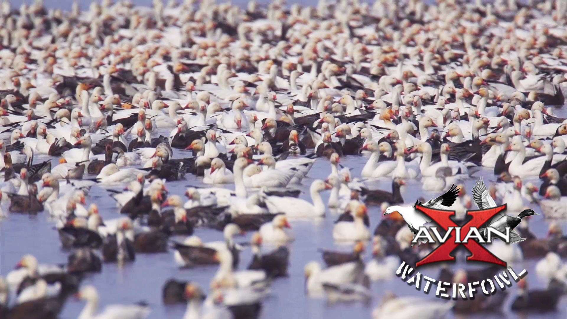 A-Frame Snows • Avian X Waterfowl