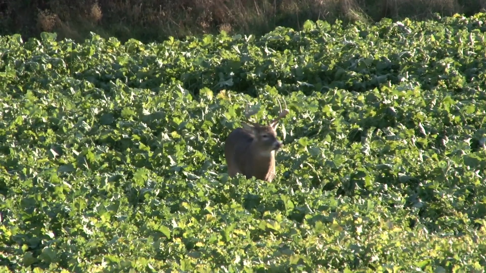 A Newfound Passion • NBK Episode 3 S8