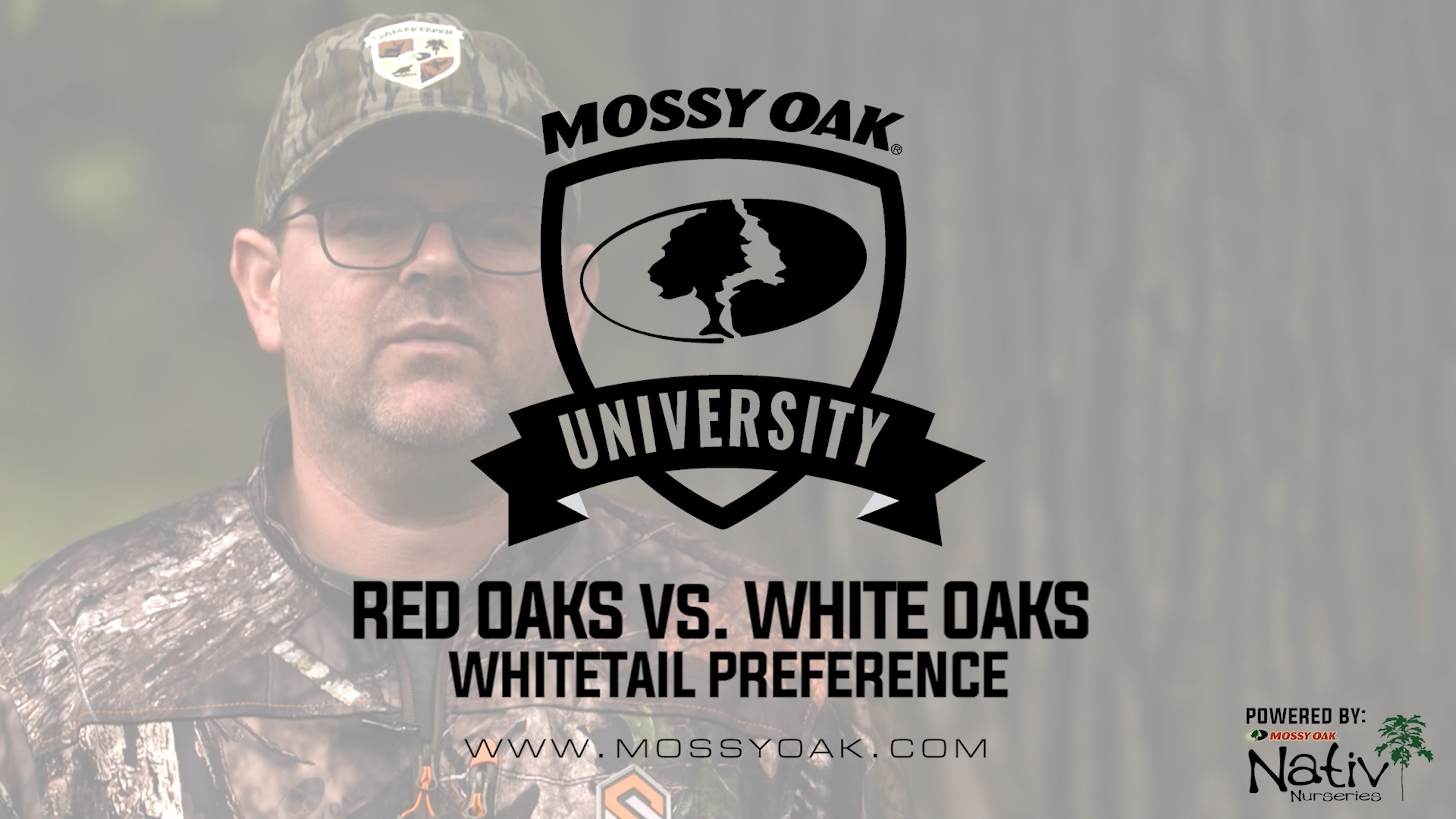 Red Oaks vs. White Oaks - What Makes One More Attractive Than The Other