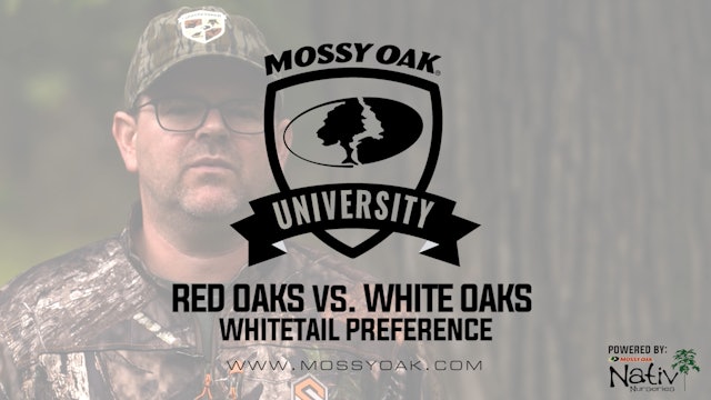 Red Oaks vs. White Oaks - What Makes One More Attractive Than The Other