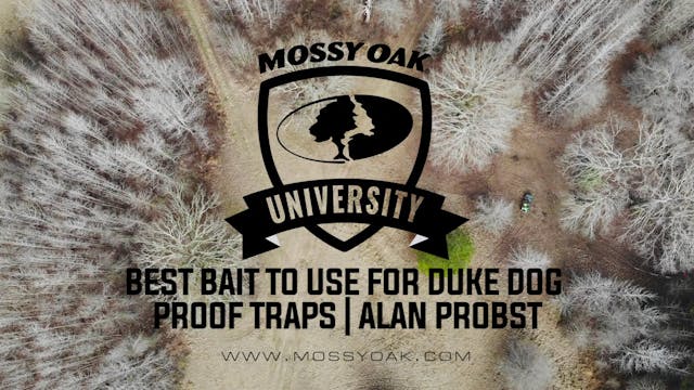 Best Bait to use for Duke Dog Proof T...