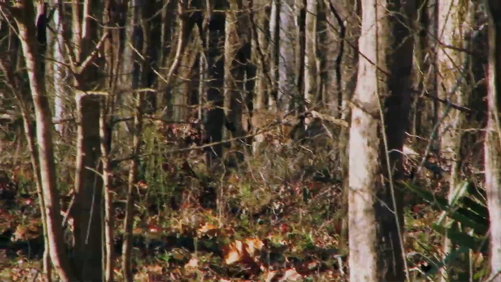 An Early Start • Pint-sized Hunters Perform