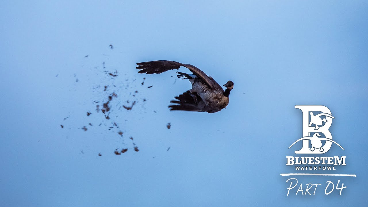 Bluestem • Part 4 • How Do You Kill Em?