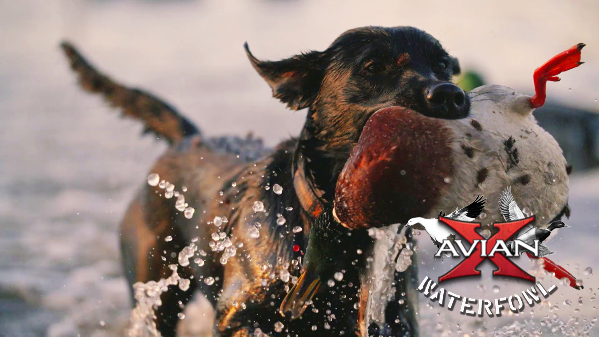 Dust • Avian X Waterfowl