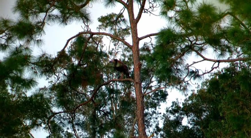 Seminole Wind • Osceolas in South Florida