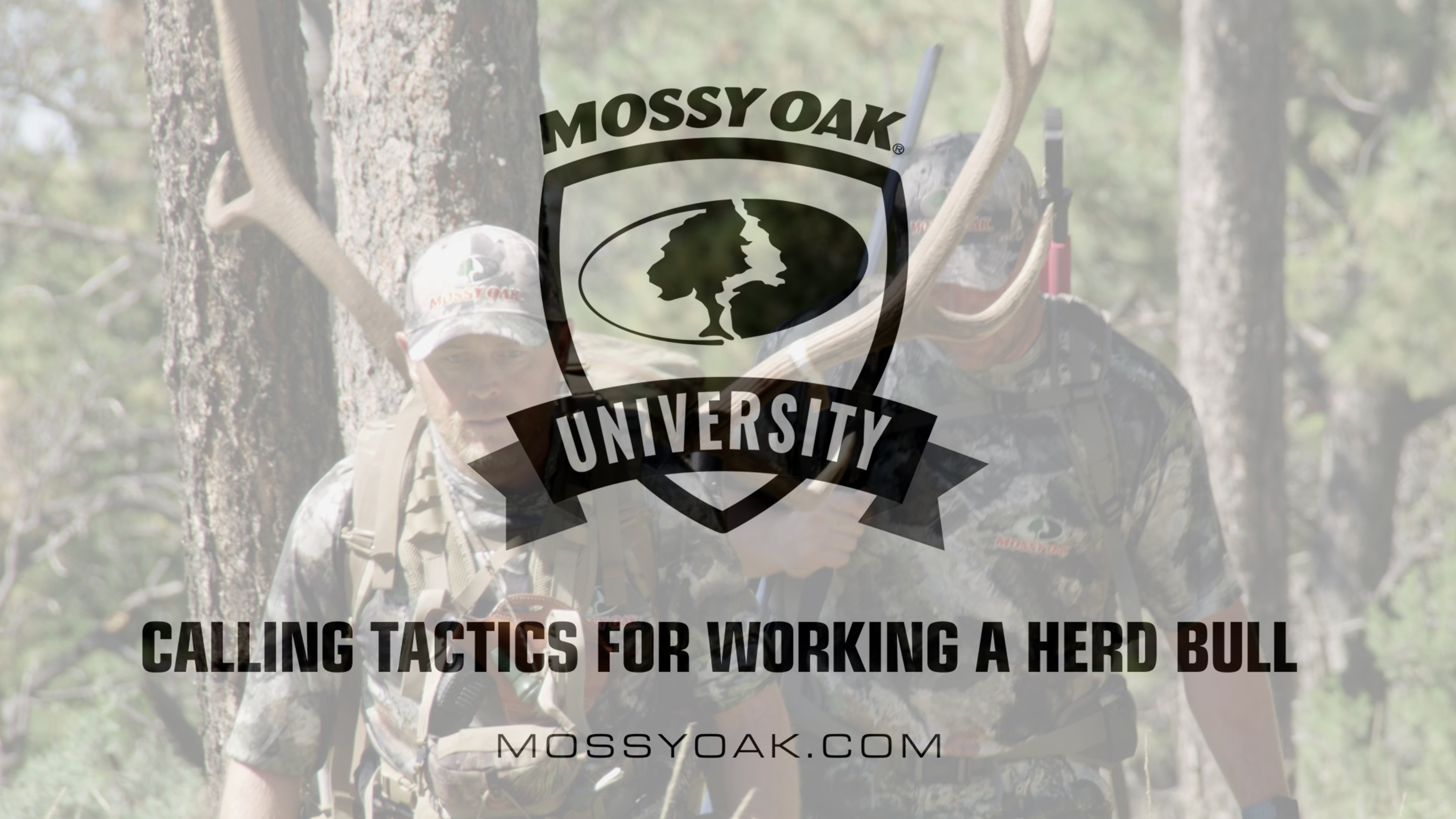 Calling Tactics for Working a Herd Bull • Mossy Oak University