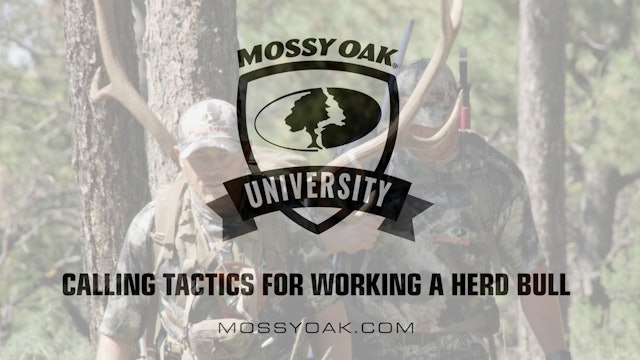 Calling Tactics for Working a Herd Bull • Mossy Oak University