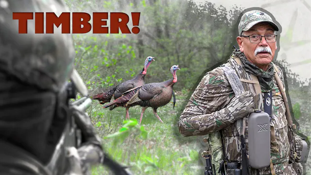 Hunting The Hardwoods, Coondogs Iowa ...