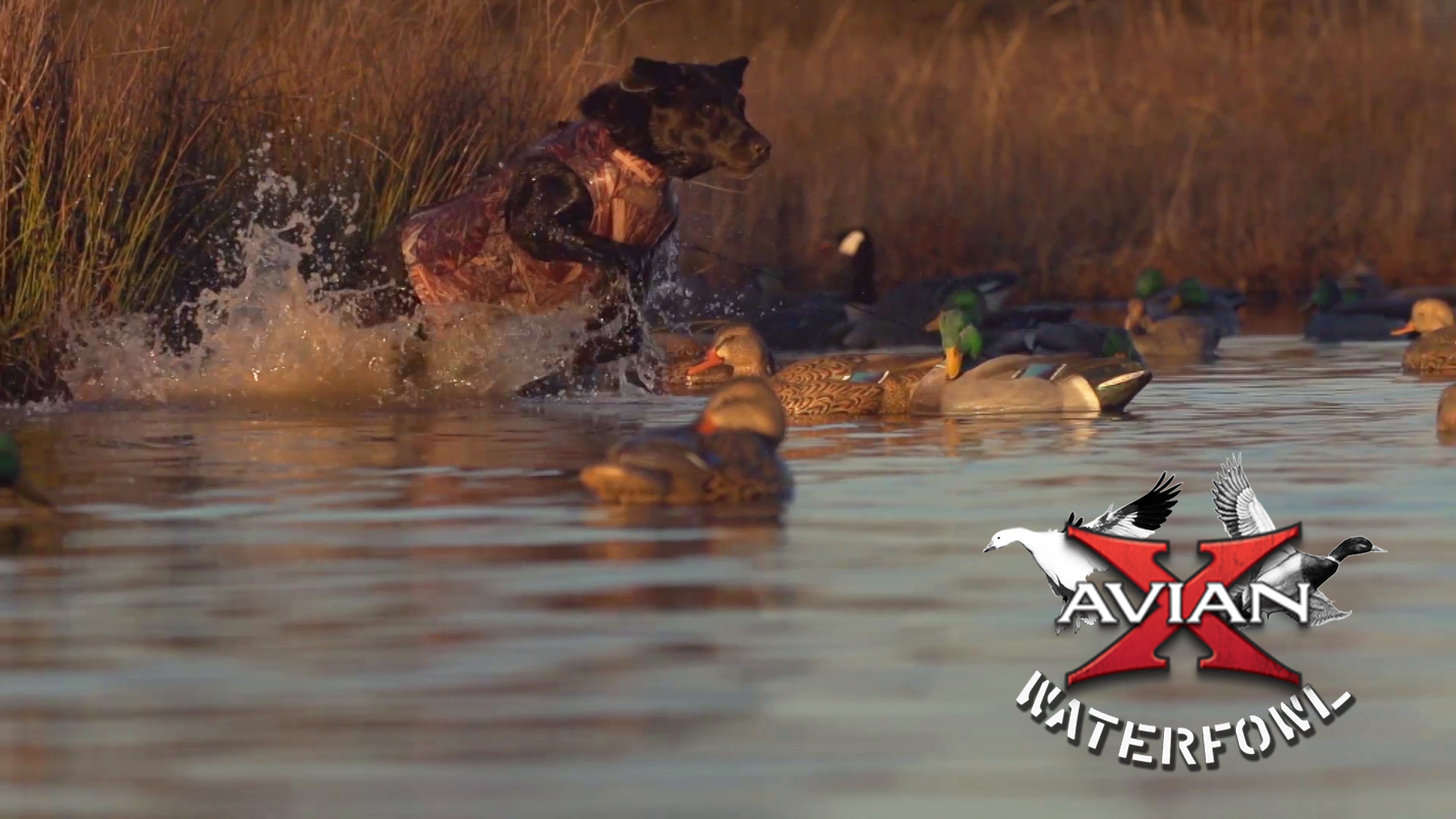 KS Mallards • Avian X Waterfowl