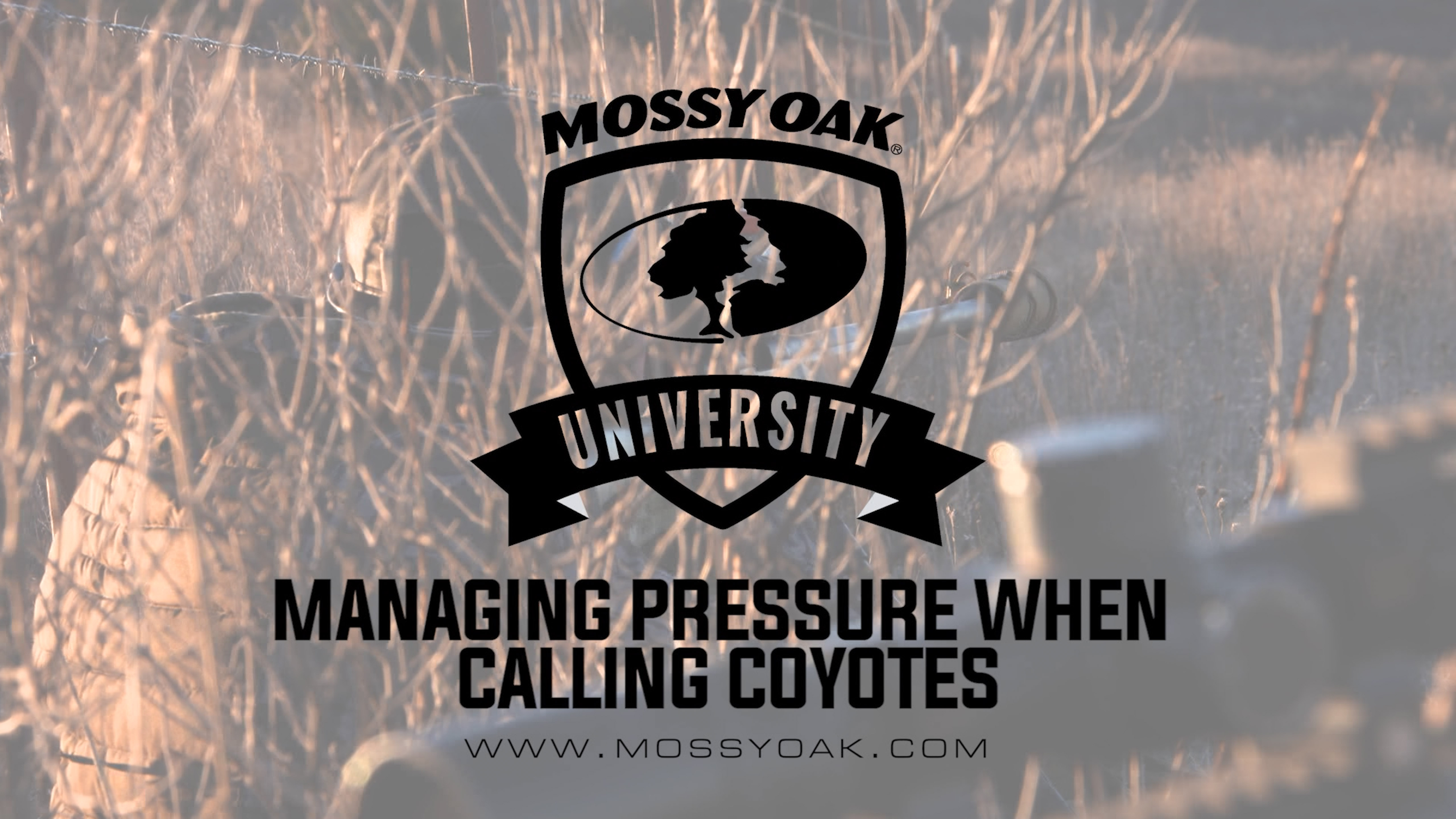 Managing Hunting Pressure when Calling Coyotes