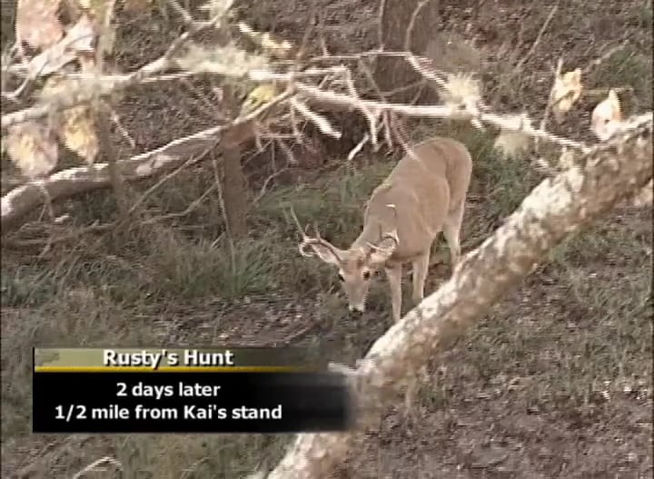 Full Frame • Big Bucks in Texas