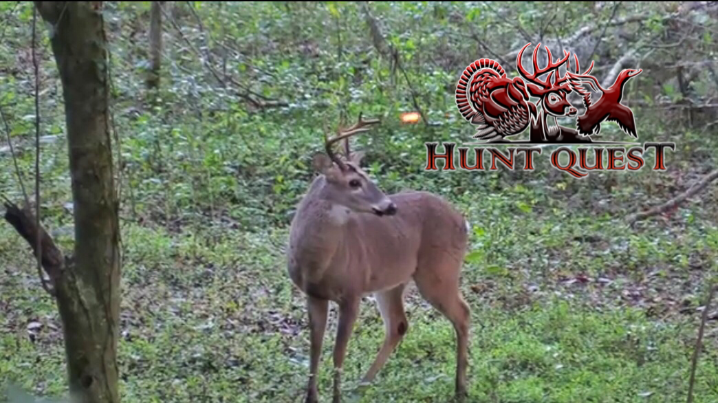 Jake's First Draw-Florida public land whitetails • Hunt Quest