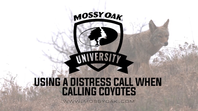 How to Use a Distress Call When Calling Coyotes