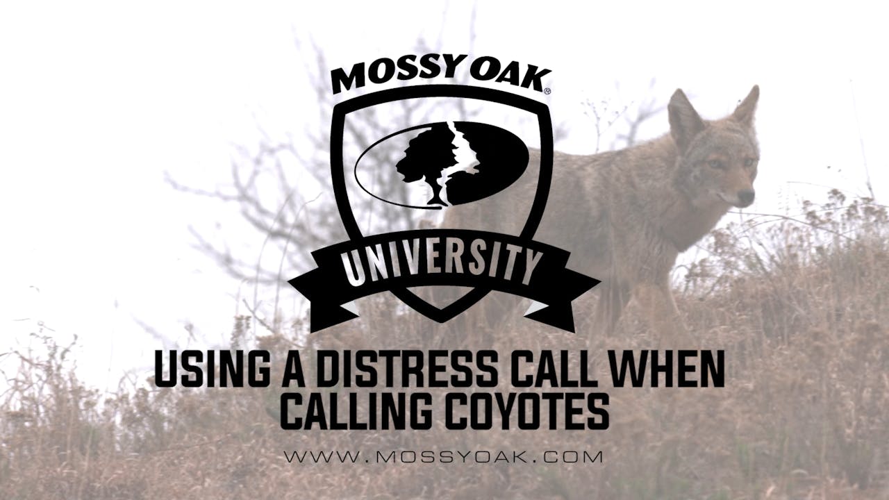 How to Use a Distress Call When Calling Coyotes Season 1 Mossy Oak GO