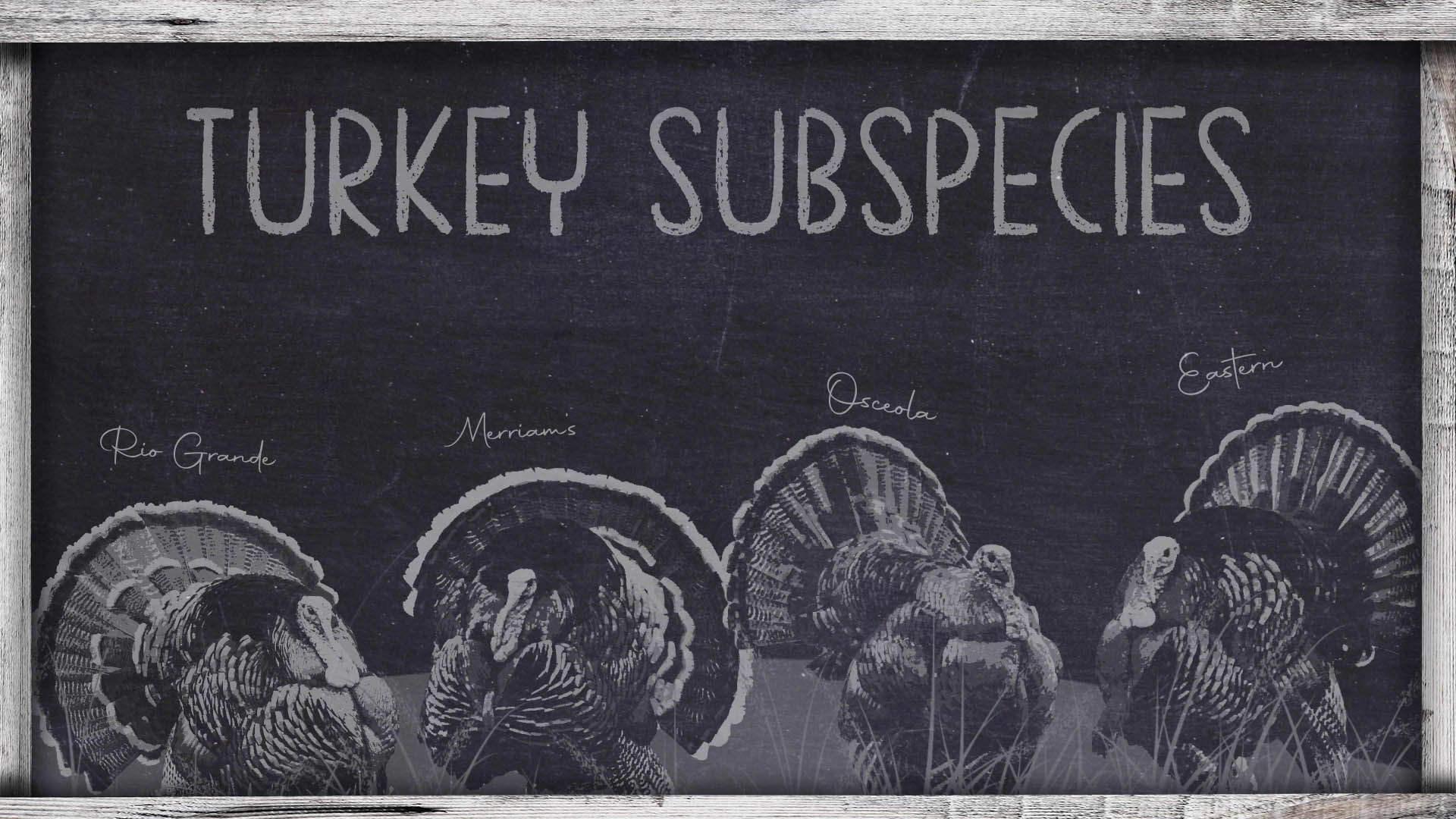 OnX Turkey Academy • Lesson 9 | Turkey Subspecies