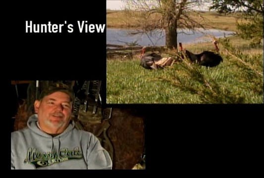 Not Far From the Tree • Turkeys in So...