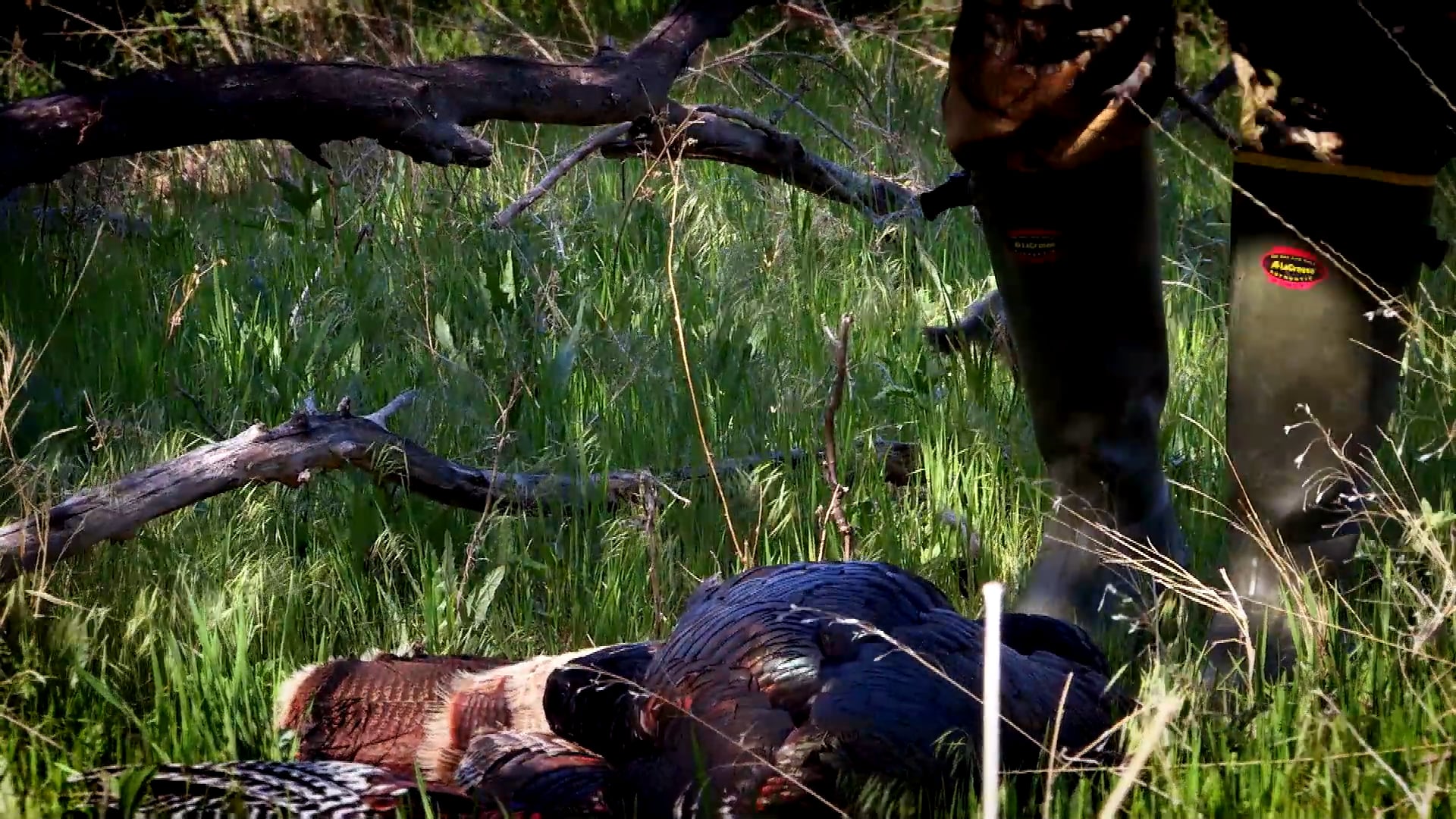 Jakes • Turkey Hunting in Kansas and Nebraska