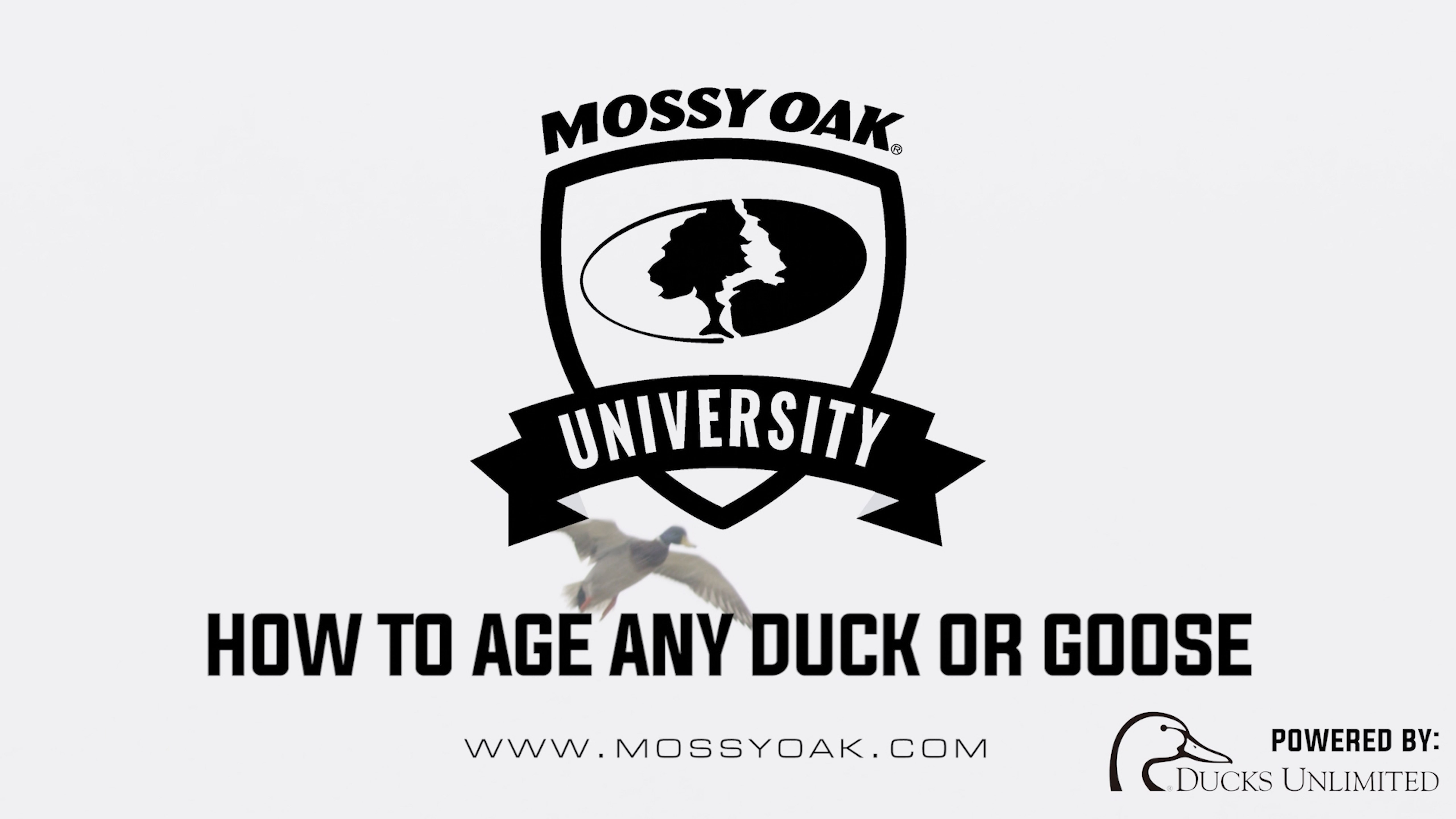 How to Age a Duck