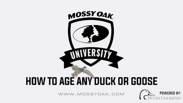 How to Age a Duck
