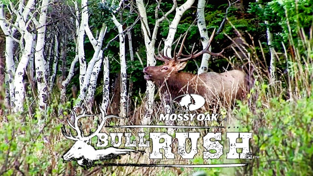 Mossy Oak's BULL RUSH