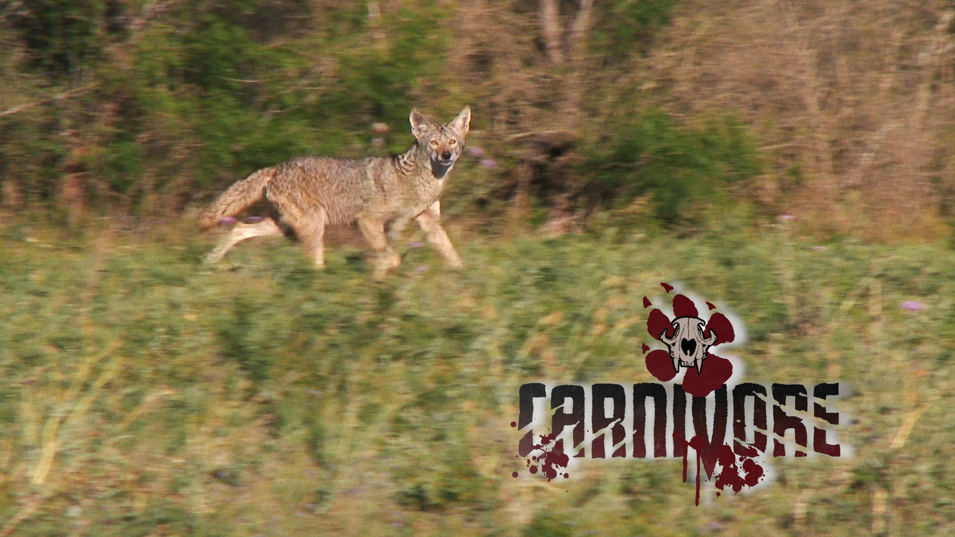 Hot Weather Coyotes • Carnivore