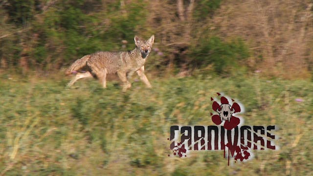 Hot Weather Coyotes • Carnivore