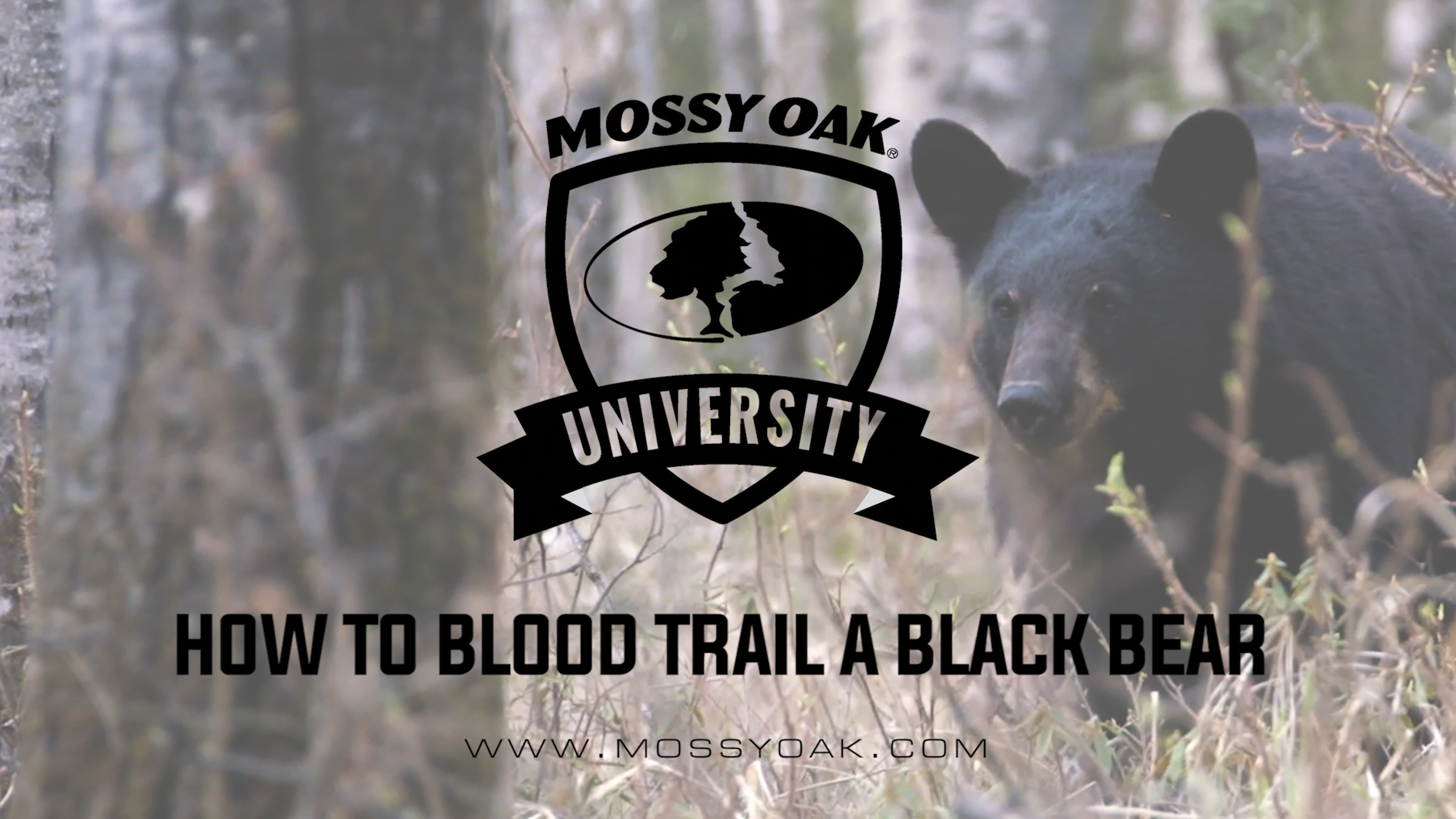 Blood Trailing Black Bears • MOU