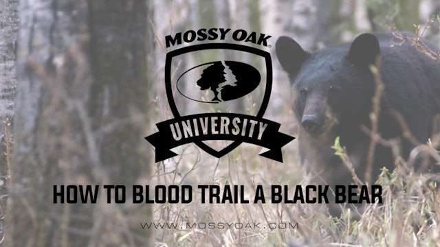 Blood Trailing Black Bears • MOU