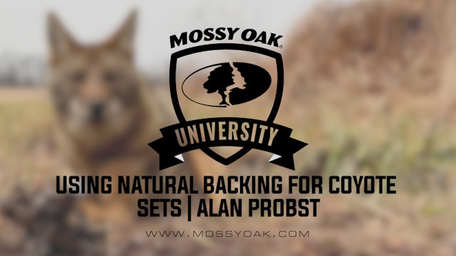 Using Natural Backing for Coyote Sets with Alan Probst