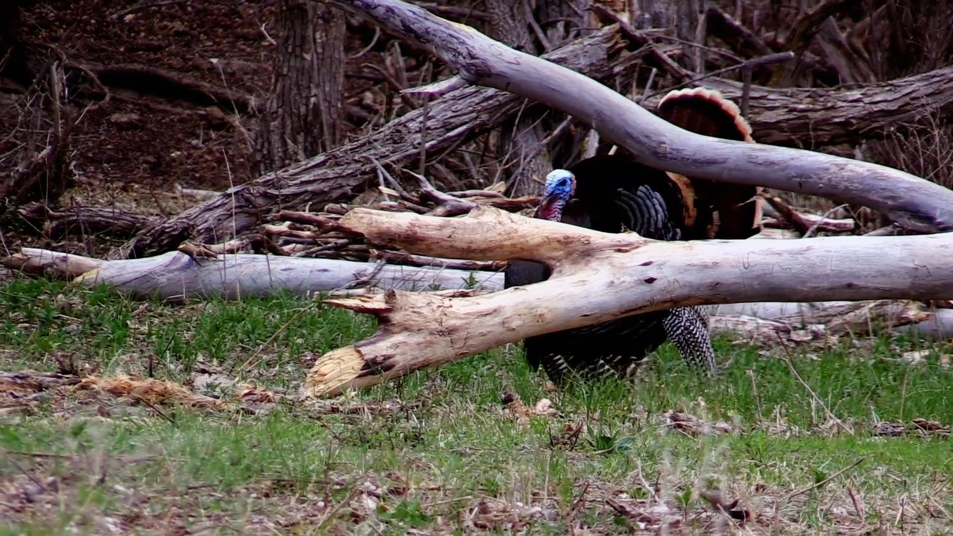 Back Where It All Began • NBK Episode 12 S8