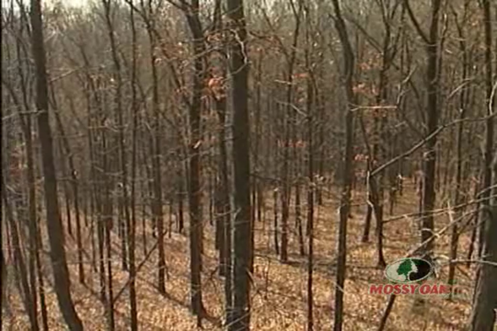 Strike Zone • Whitetail Deer Hunts in Illinois