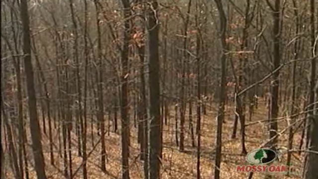 Strike Zone • Whitetail Deer Hunts in Illinois