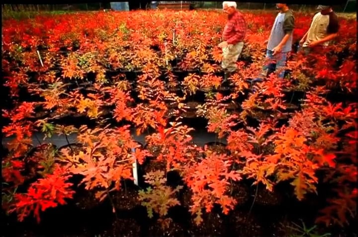 From Little Acorns • Whitetails in Mississippi