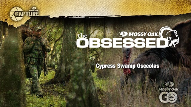 Cypress Swamp Osceolas • Turkey Hunti...