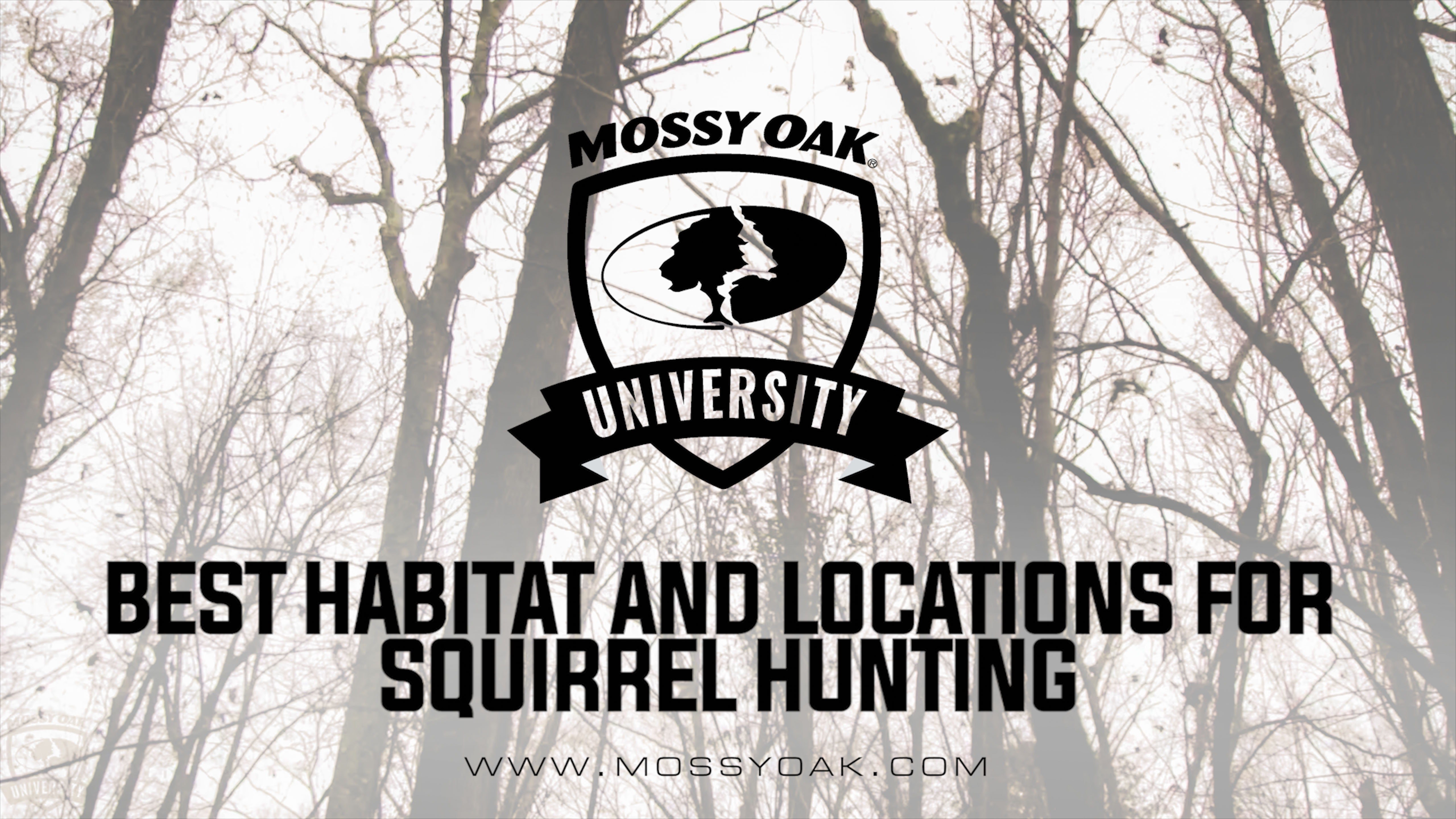 Best Habitat And Locations For Squirrel Hunting