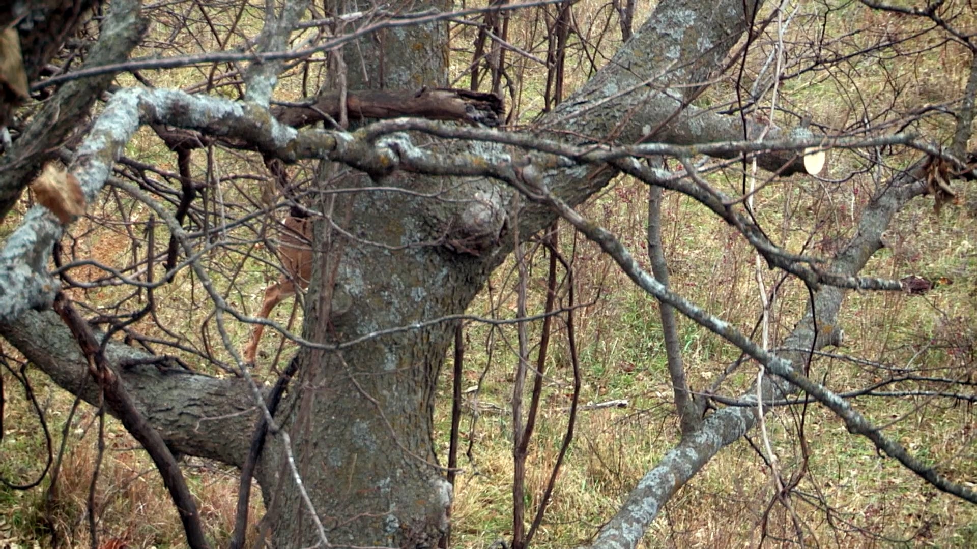 Kansas Crickets • To Decoy or Not