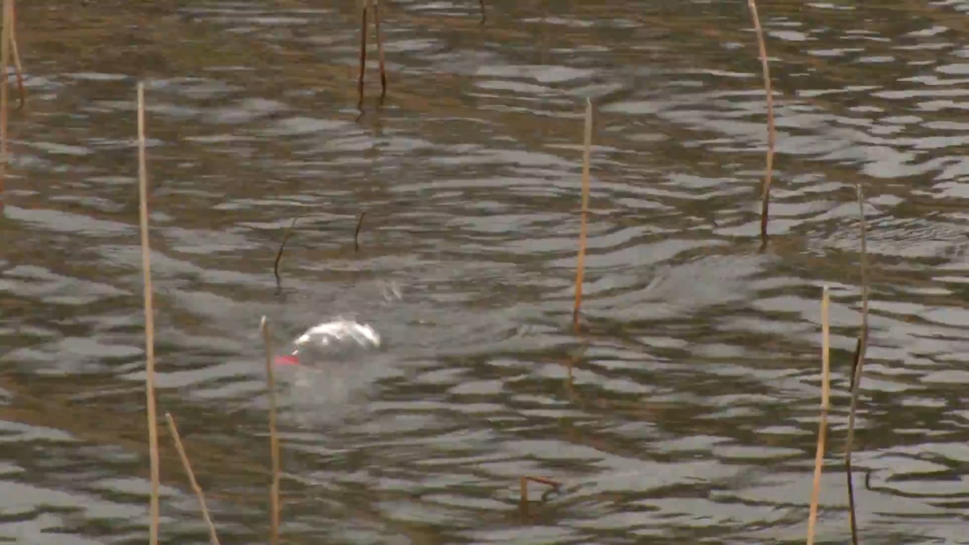 Summer Fishing-Fishing Tips • Fishing and Hunting Texas