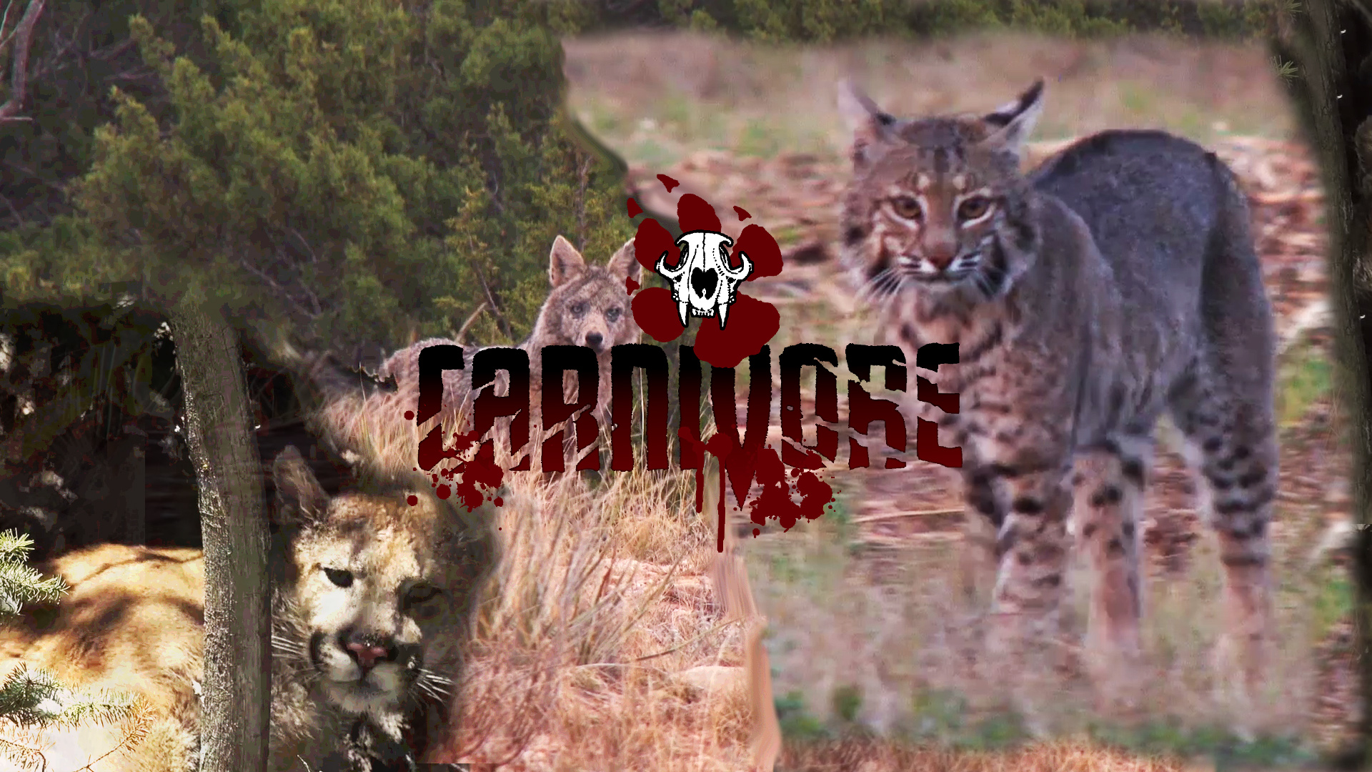 Carnivore