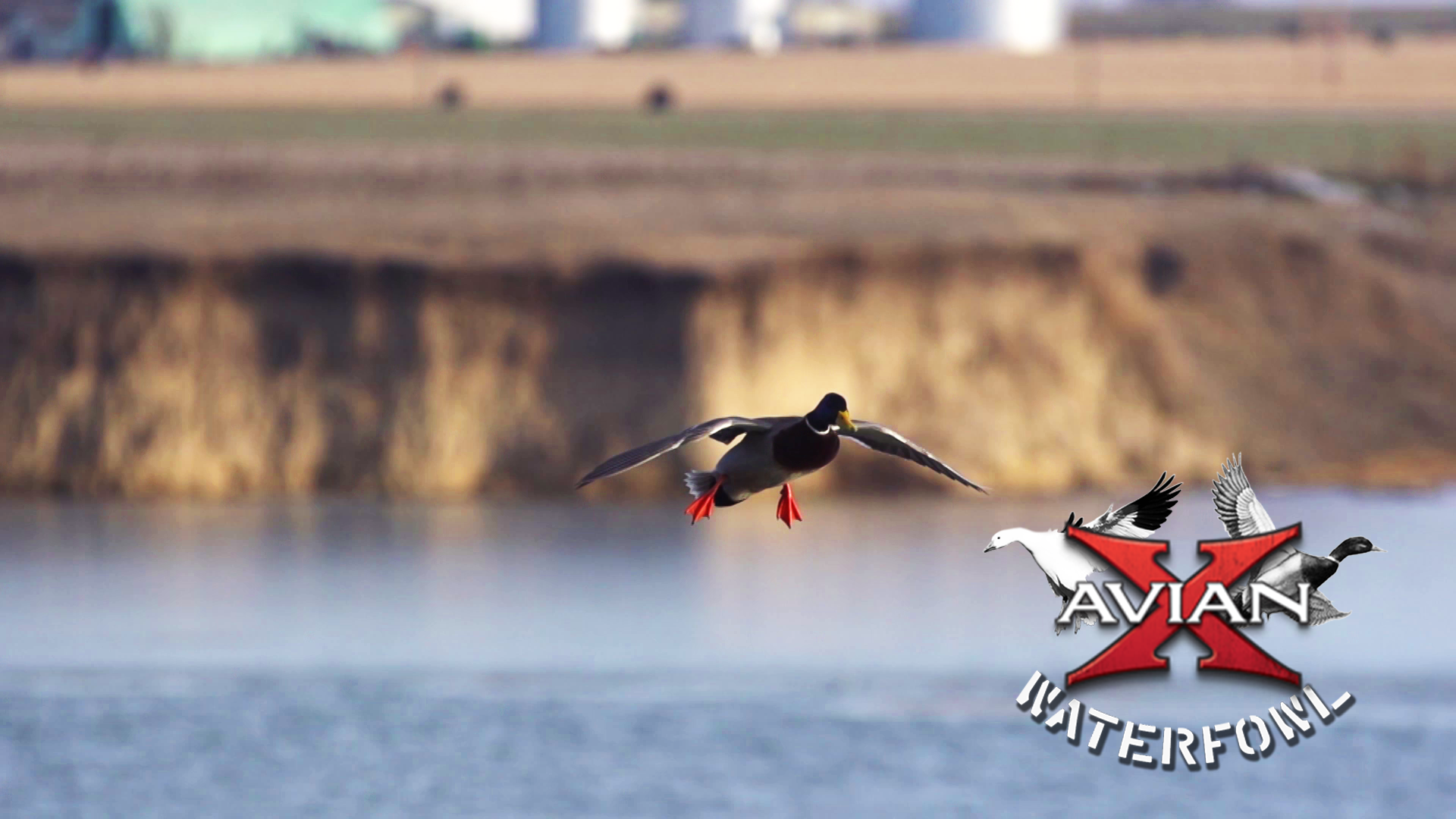 Boat Blind Mallards • Avian X Waterfowl