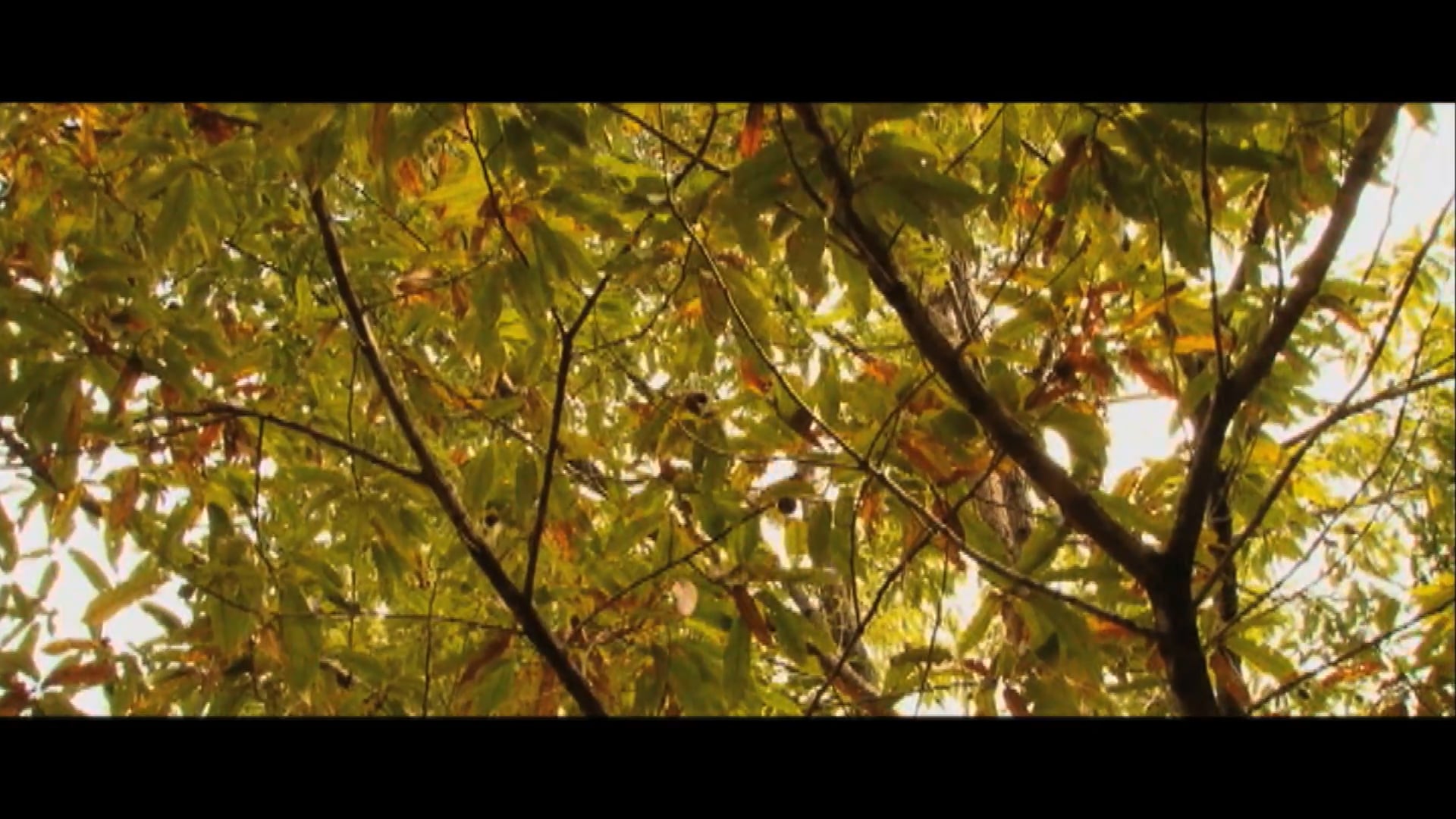 Crafty Kenny • Preparing, Planting and Maintaining Food Plots