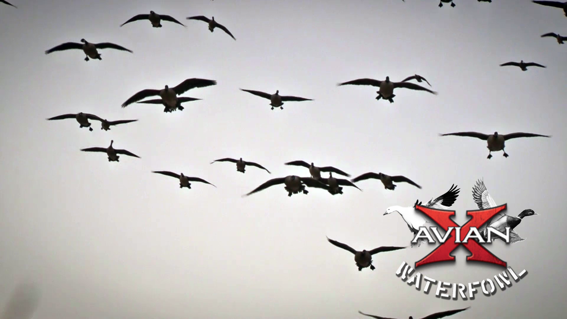 Saskatchewan Ducks • Avian X Waterfowl