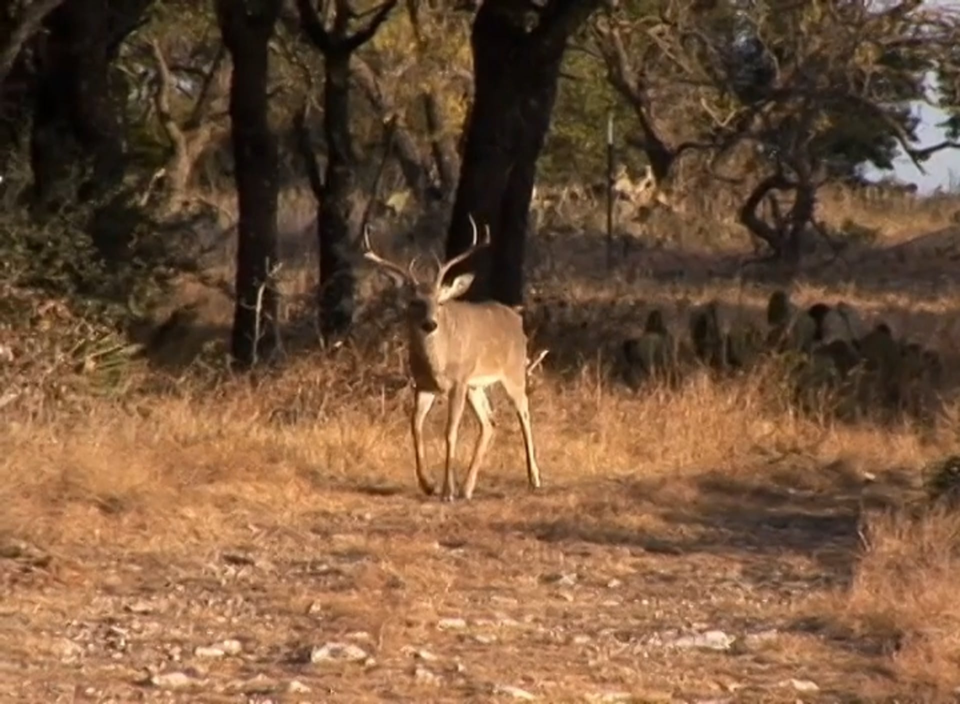 Lucky Online • Whitetails in Texas