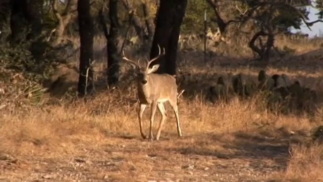 Lucky Online • Whitetails in Texas